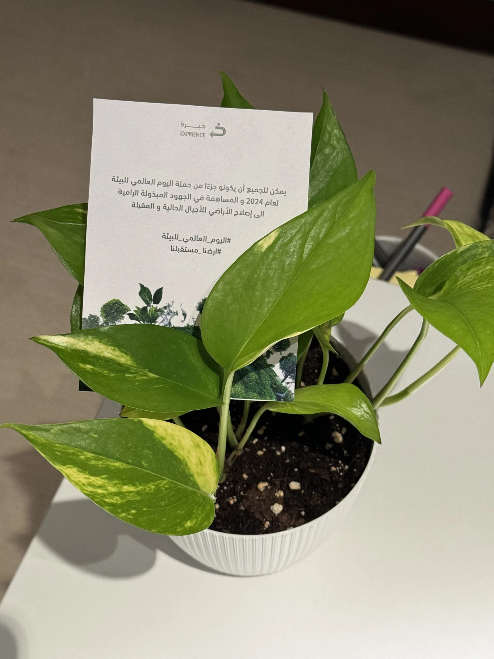 اليوم العالمي للبيئة: نباتات تزرع الوعي